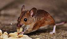 24 Hour & Emergency Exterminators in Glendora, CA